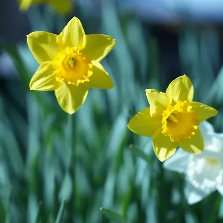 招待所 's Waldeck 特劳恩基兴