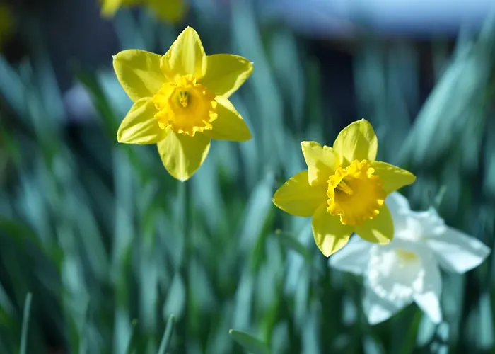 Pensión 's Waldeck Traunkirchen